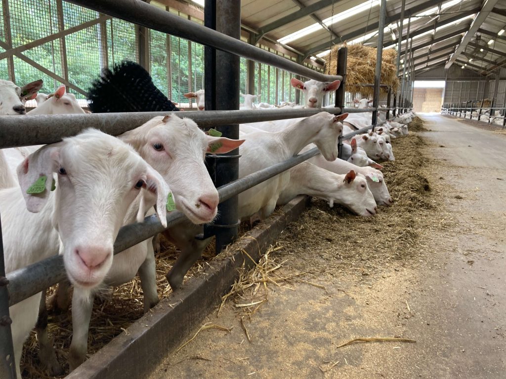 Brosse pour chèvres "Bristle Buddy"