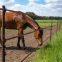 piquet cheval