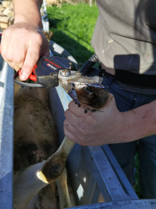 Secateur Infaco 3010 Reconditonnée