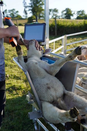 Collection Contention Cages de Contention – ovihandling