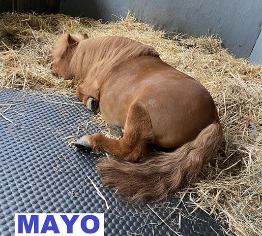 Matelas mayo