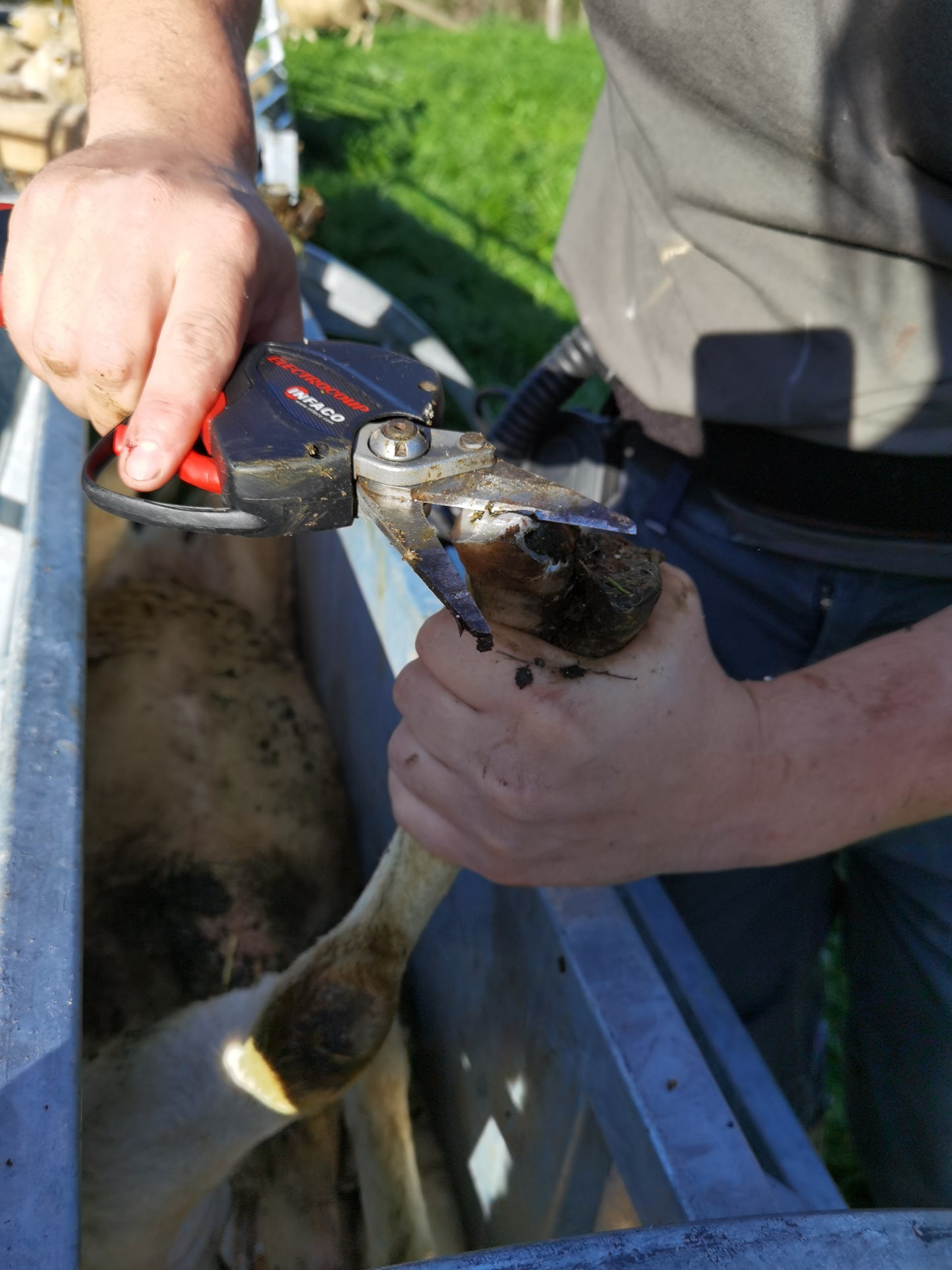 Secateur Infaco 3010 Reconditonnée